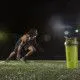 Шейкер Blender Bottle Classic Loop 820ml 